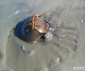 英国小女孩沙滩发现“远古物种”，身体可