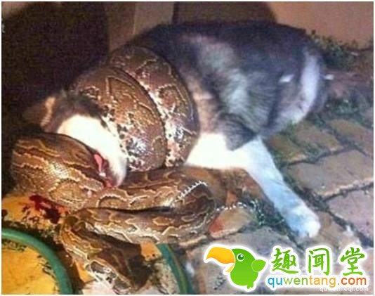 听到狗叫没当回事 唤狗没反应出去一看差点吓晕！ 第1张图片