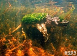 男子水下摄影拍到神奇乌龟，背上长满绿毛
