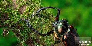 男子捕获绿色大甲虫!放生后得知价值连城