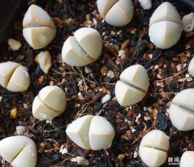 靠近仔细看！这东西真的是植物，长得好奇