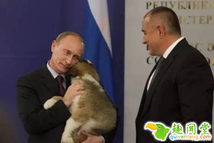 想要养只宠物狗？你只需要给普京写封信