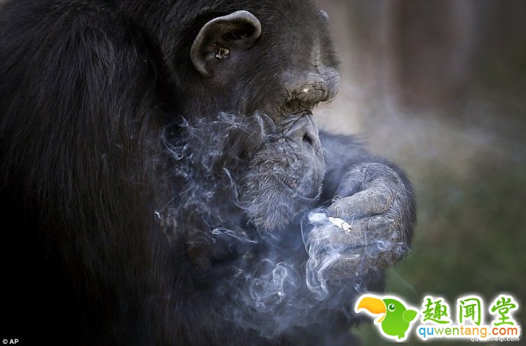 一天20根烟，朝鲜动物园一只有故事的大猩猩