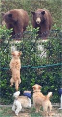 汪星人阻止大灰熊闯入主人后院，真是勇敢