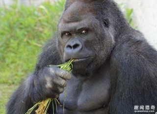 黑猩猩初到日本就靠男模架势爆红，少女都