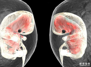 科学家终于找出婴儿是「在怀孕第16天时开