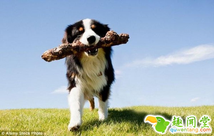 【真相帝】狗狗的心跳会和主人同步？原来养狗狗的好处这么多！