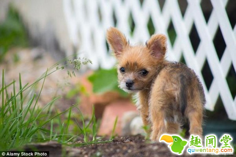 【真相帝】狗狗的心跳会和主人同步？原来养狗狗的好处这么多！