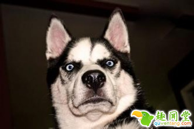 【真相帝】狗狗的心跳会和主人同步？原来养狗狗的好处这么多！