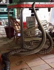 澳男子家中现两条大蟒蛇互撕犹如不加特效