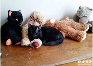 男子睡梦中癫痫发作，猫咪将其咬醒救一命