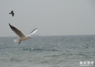 男子躲过海鸥生还，差点被海鸥生吞