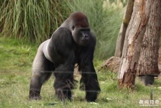 真“金刚”！这只大黑猩猩竟捶破钢化玻璃