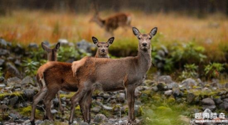 “丧尸鹿”真的来了？濒危小鹿竟被螺旋蛆