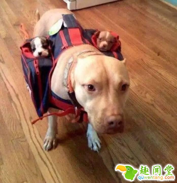 照片神吐槽，看着看着就笑了！