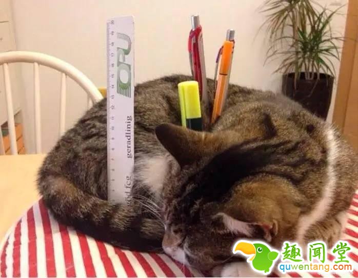 照片神吐槽，看着看着就笑了！