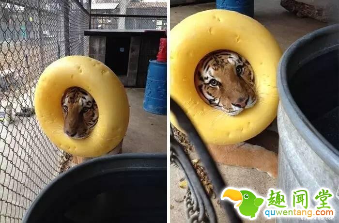 照片神吐槽，看着看着就笑了！