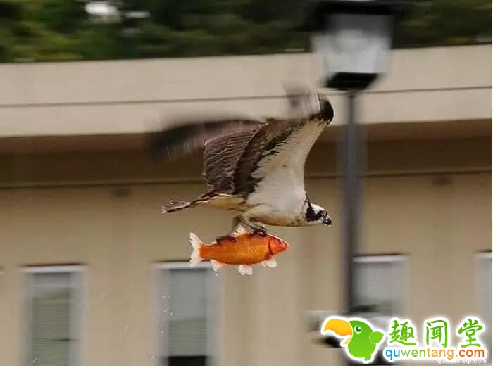 照片神吐槽，看着看着就笑了！