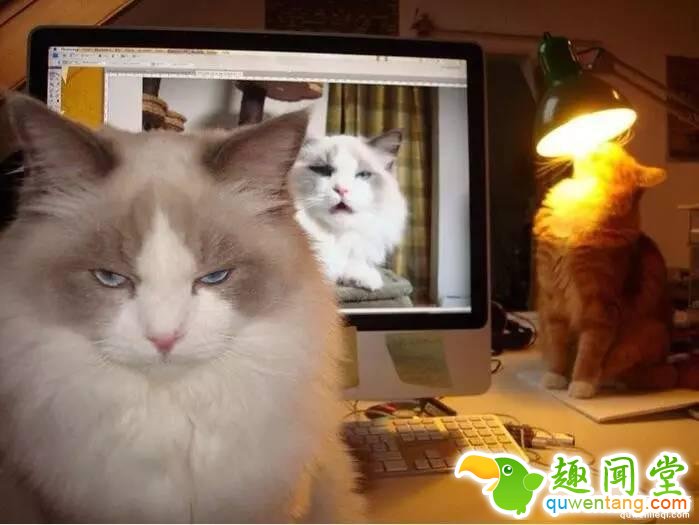 照片神吐槽，看着看着就笑了！