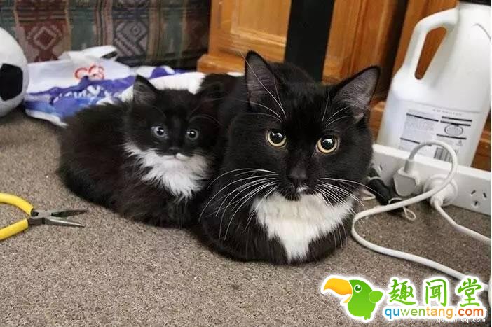 照片神吐槽，看着看着就笑了！