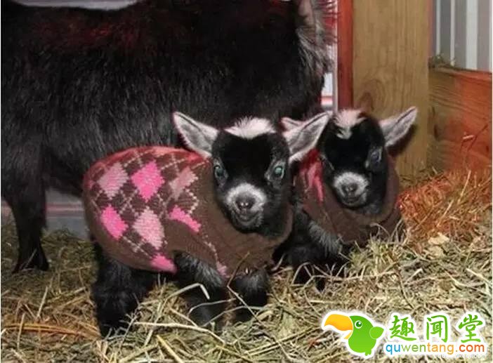 照片神吐槽，看着看着就笑了！