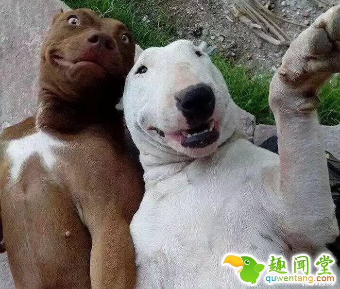 照片神吐槽，看着看着就笑了！