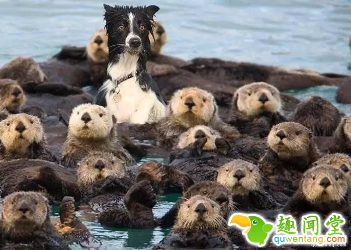 照片神吐槽，看着看着就笑了！