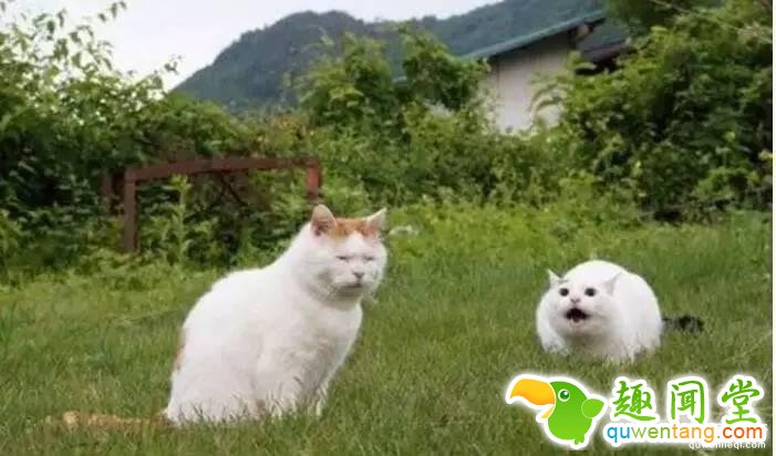 照片神吐槽，看着看着就笑了！