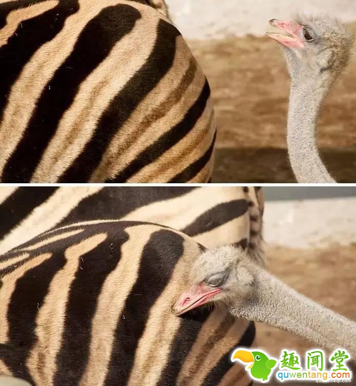 照片神吐槽，看着看着就笑了！