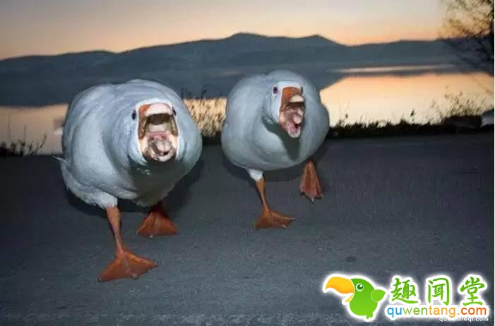 照片神吐槽，看着看着就笑了！