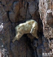 男子发现悬崖峭壁有东西在移动，走近一看