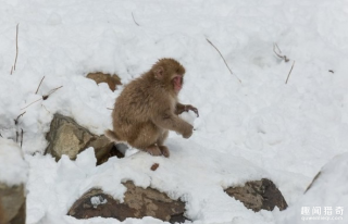 日本九州一神秘小岛，发现猕猴骑鹿逛大街
