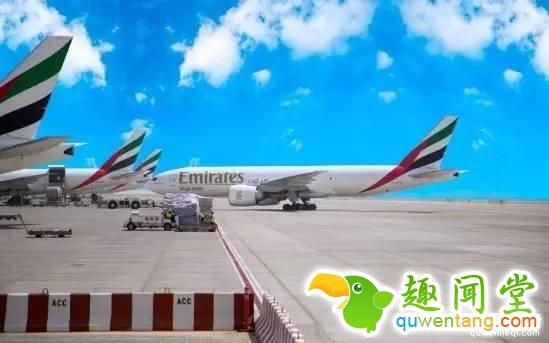 300匹奥运赛马是怎么运到里约的？坐商务舱！