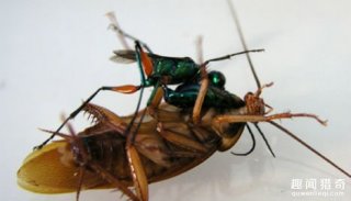 6种神秘恐怖的寄生生物，让宿主变成行尸