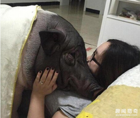 女子与猪同床四年：这一幕让人不堪入目