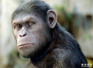 世界最聪明的排名前三的动物，还有你们经