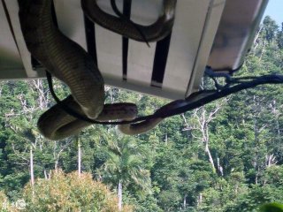 常常做梦旁边会有一条30公斤的巨蟒，没想