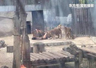 小伙脱光跳进狮子群求死，结果却没丢掉性