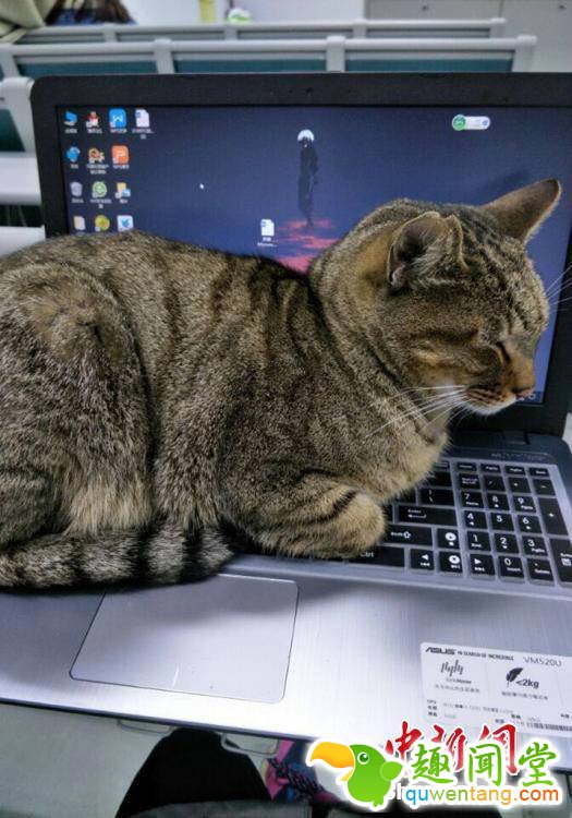 猫咪不仅出现在考场，也出现在晚自习的教室内。王翀 摄