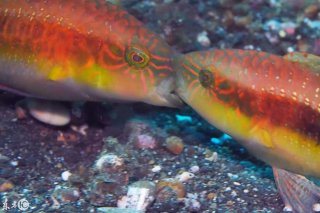 世界上最亲密的打架，会不会打着就相爱了