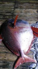 温岭惊现200斤罕见“月亮鱼”！拍了16次