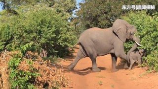 惊心动魄的一幕！野生大象用头猛烈撞击游