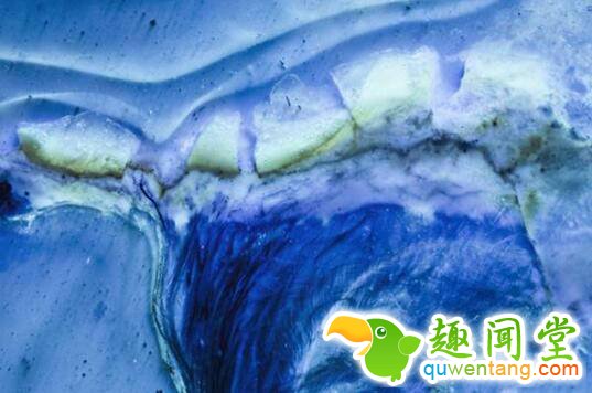 荧光下的“煎饼鸟”头骨碎片邢立达供图