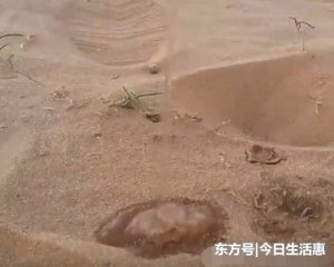 美女在沙漠没水喝，把身上的一瓶矿泉水倒