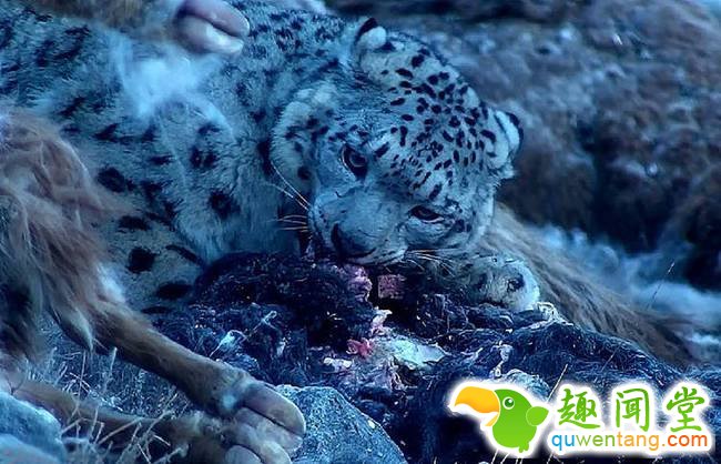 新疆昌吉发现—30℃雪豹觅食(组图)