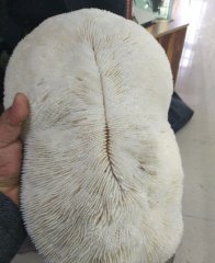 男子花重金购买一奇石，回家后竟然发现它