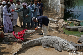 巴基斯坦人庆祝鳄鱼节 为巨鳄戴花环