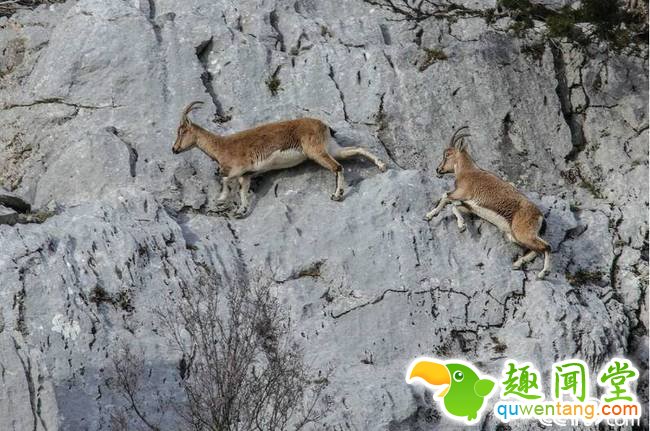 央视网消息：近日，土耳其安塔利亚，一群野山羊在悬崖上行走。这种山羊被列入世界自然?；ち说谋粑Ｎ镏趾焐?。 视觉中国