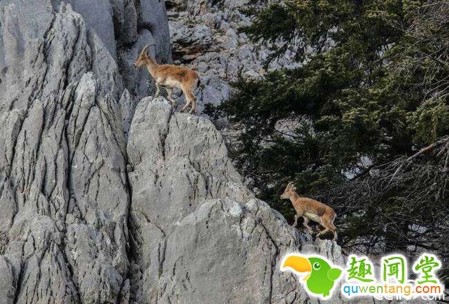 央视网消息：近日，土耳其安塔利亚，一群野山羊在悬崖上行走。这种山羊被列入世界自然?；ち说谋粑Ｎ镏趾焐?。 视觉中国