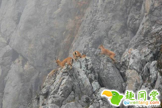 央视网消息：近日，土耳其安塔利亚，一群野山羊在悬崖上行走。这种山羊被列入世界自然?；ち说谋粑Ｎ镏趾焐肌?视觉中国